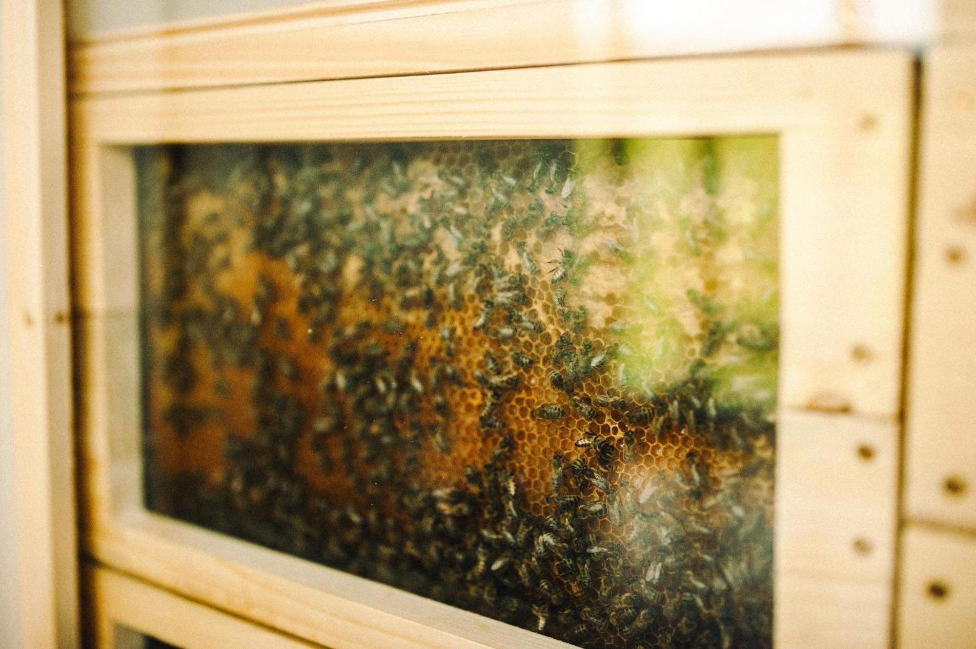 Vcelin Mueslivna Jablonne v Podjestedi Exterior foto
